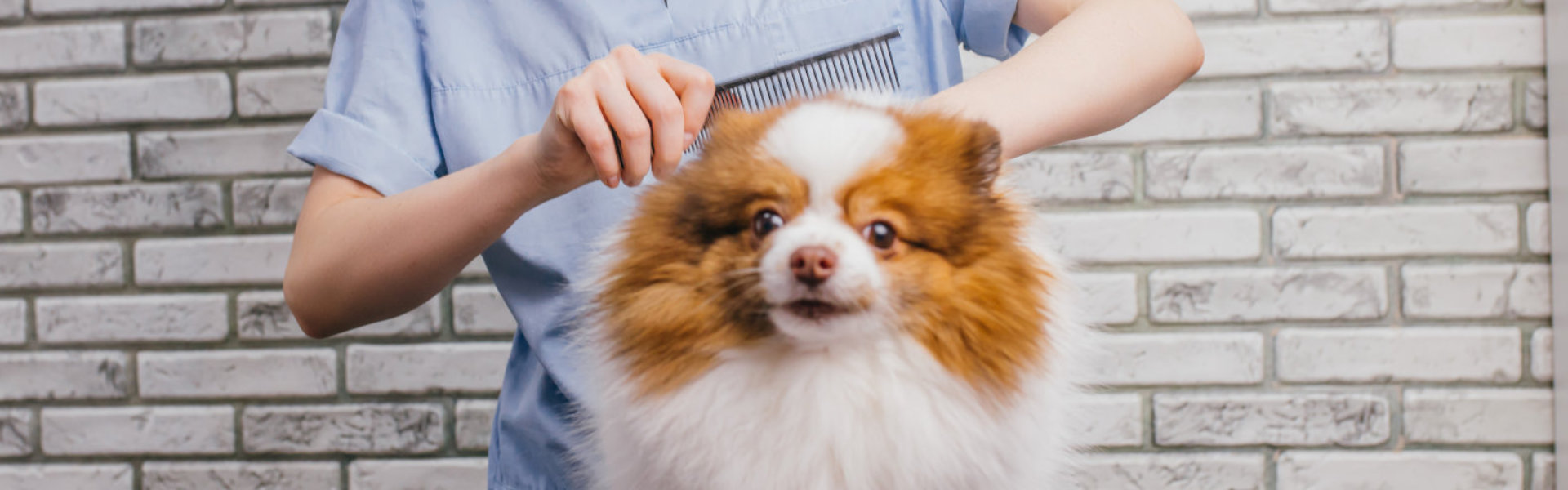 Caregiver comb the fur of the dog